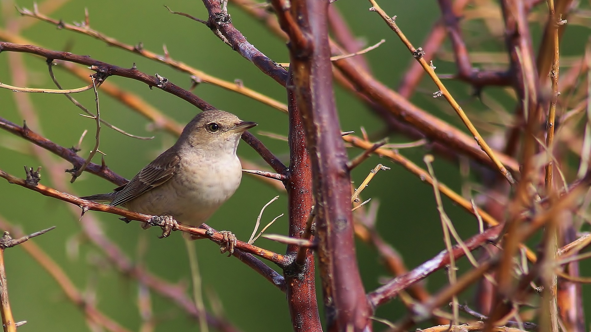 Barred Warbler